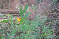 Crotalaria goreensis